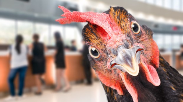 Chicken in bank.