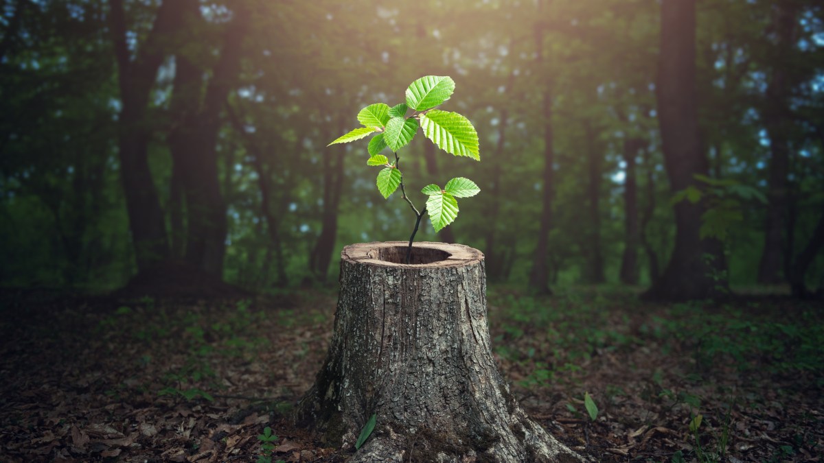 tree-life-miracle-shutterstock_1723070488.jpg