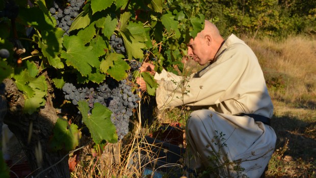 Barroux, Bénédictins, vignes, vin, vendanges, moines