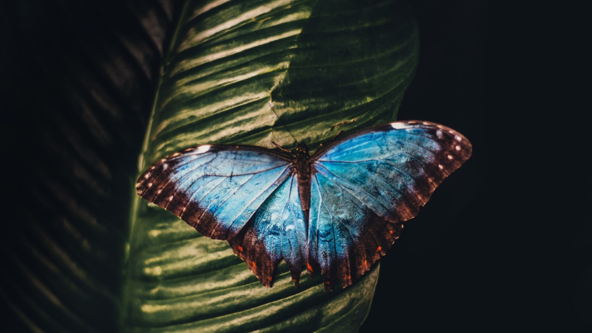 blue and brown butterfly perching on leaf