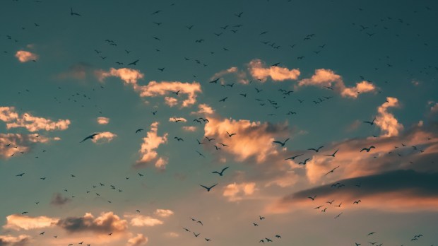 Ptaki na niebie o zachodzie słońca