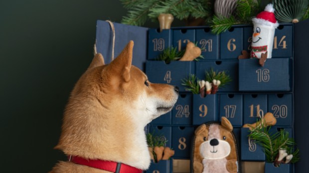 Pies patrzący na kalendarz adwentowy