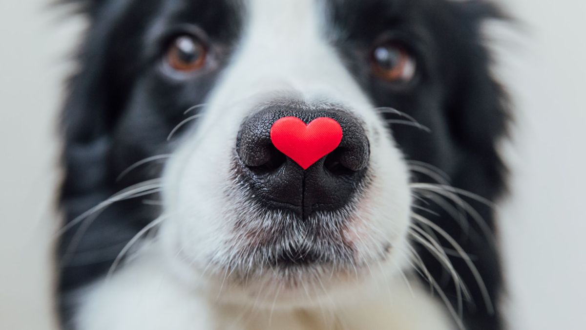 adopcja psa - dlaczego nie?
