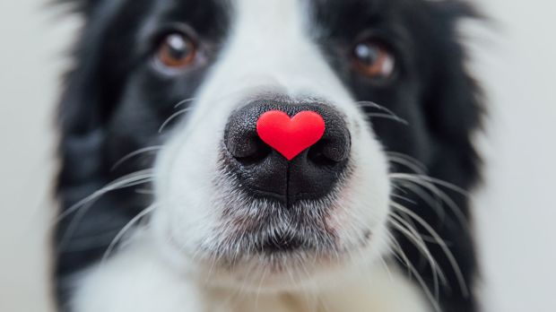 adopcja psa - dlaczego nie?