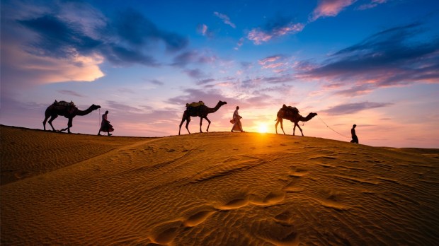 Trzy wielbłądy i poganiacze na pustyni