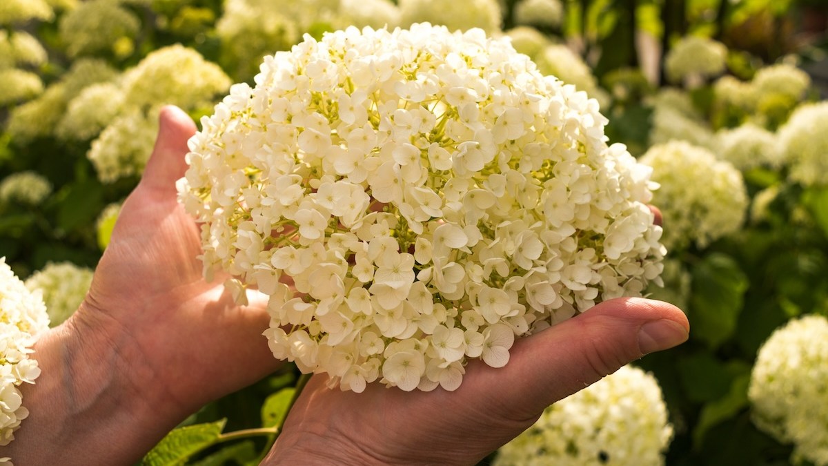 holding flower gift beauty nature
