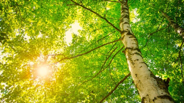 Birch tree foliage in morning light with sunlight