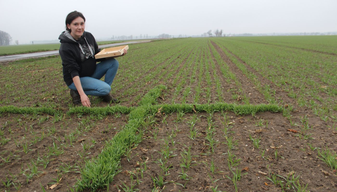 Krzyże i serca ze zboża. Piękny zwyczaj na Śląsku Opolskim [GALERIA]
