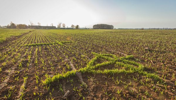Krzyże i serca ze zboża na Śląsku Opolskim
