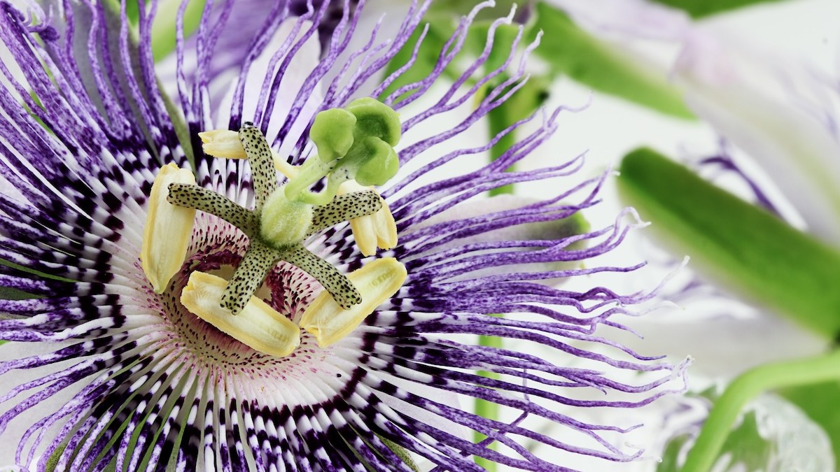 Passion flower