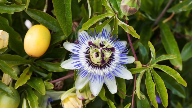 passion flower with fruit