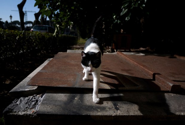 Contessina – kot Benedykta XVI