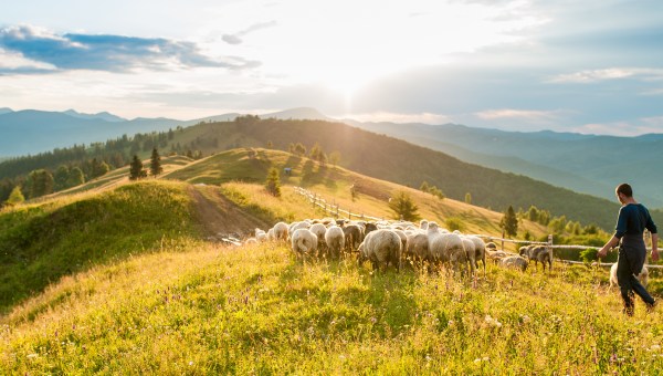 Owce wypasające się na hali