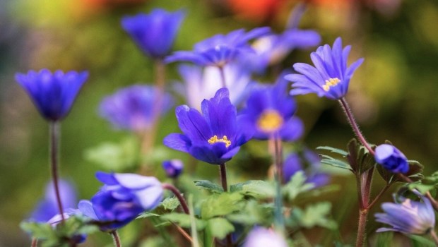 Anemone flowers (a.k.a. Lillies of the field)