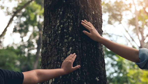 Ręce kobiet i małego dziecka dotykające starych sęków na ogromnym pniu drzewa.
