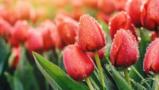 Tulips