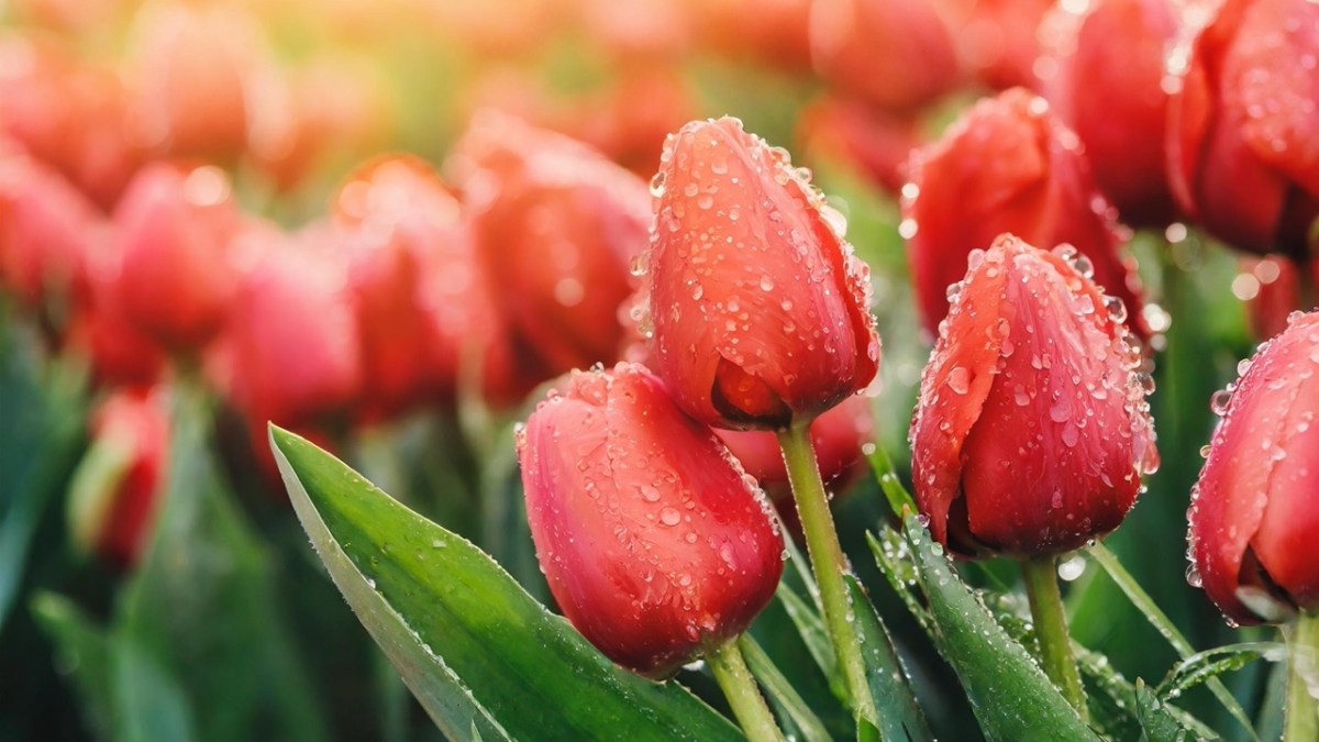 Tulips