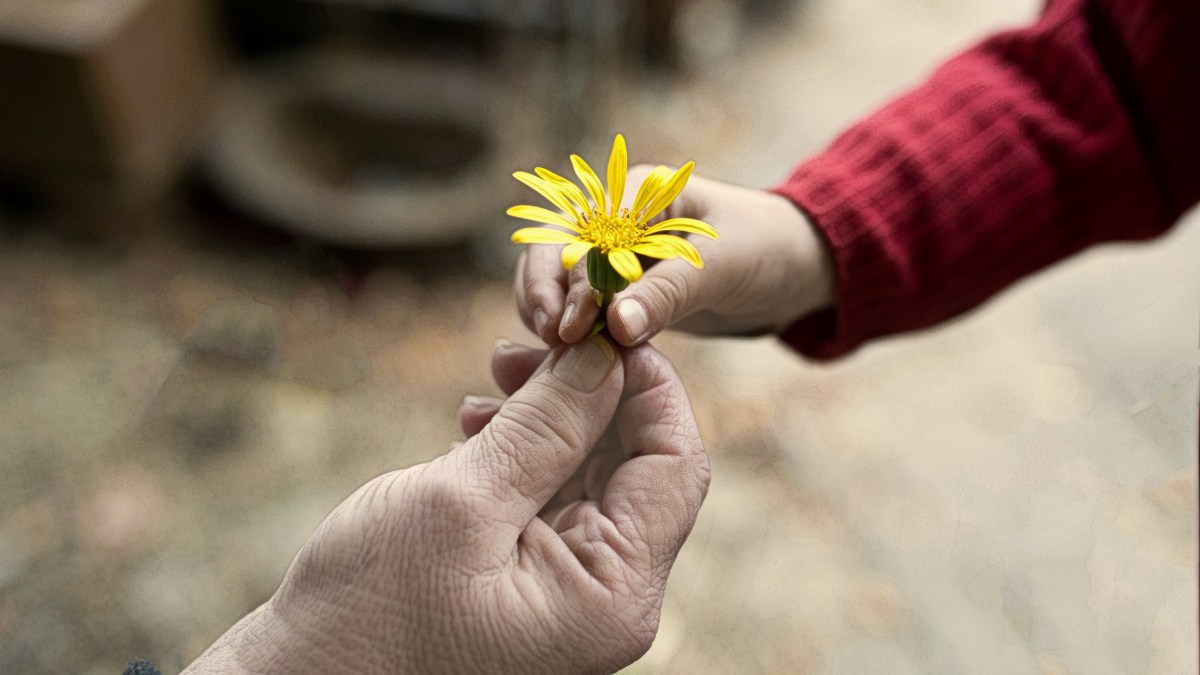Child handing a flower to an adult
