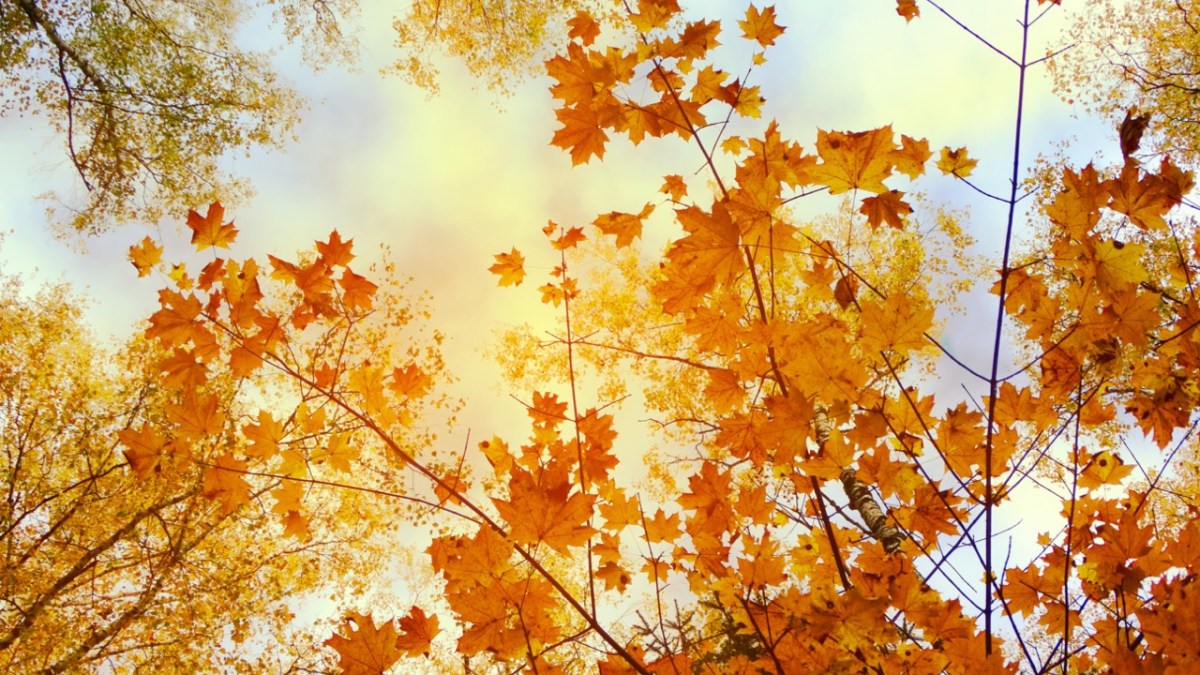 shutterstock_1212452716-Duzy.jpeg