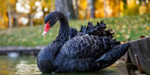 Antykruchość – jak przetrwać w świecie pełnym niepewności?