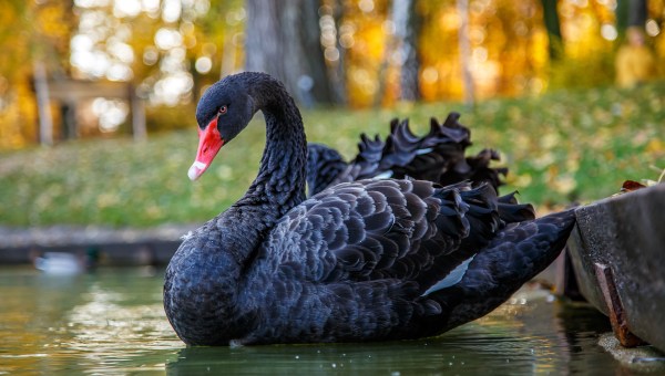 Czarny łabędź i antykruchość
