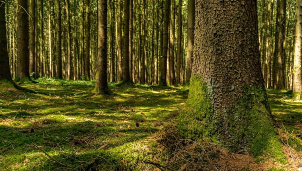 forest