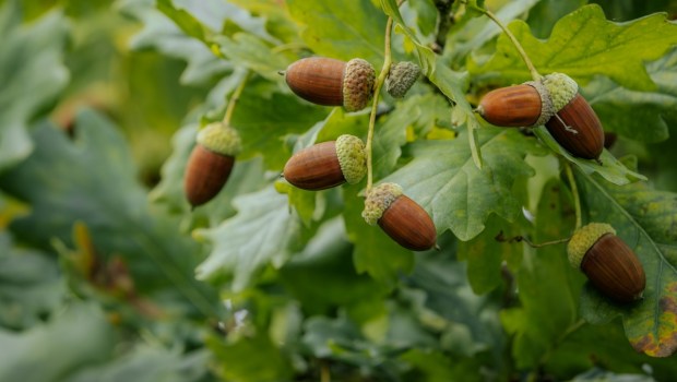 A close-up shot of several acorns hanging from an oak tree branch, surrounded by vibrant green leaves