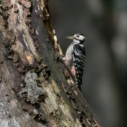 Stickers Item image #1