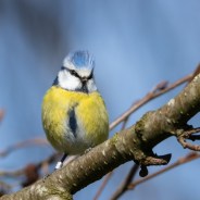 Stickers Item image #1