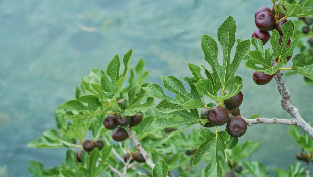 fig