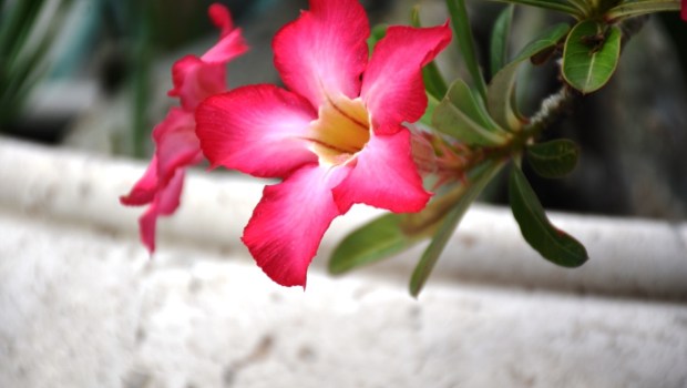 Adenium,Obesum