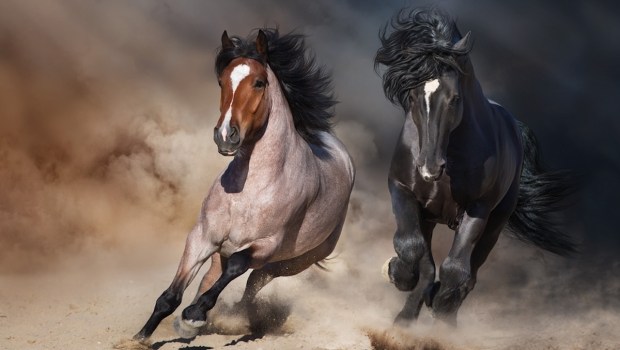 horse meek stallions
