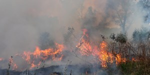 Rosyjska inwazja zniszczyła ukraińską przyrodę. Nie ma co zbierać