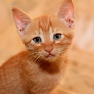 Stickers Item image #5